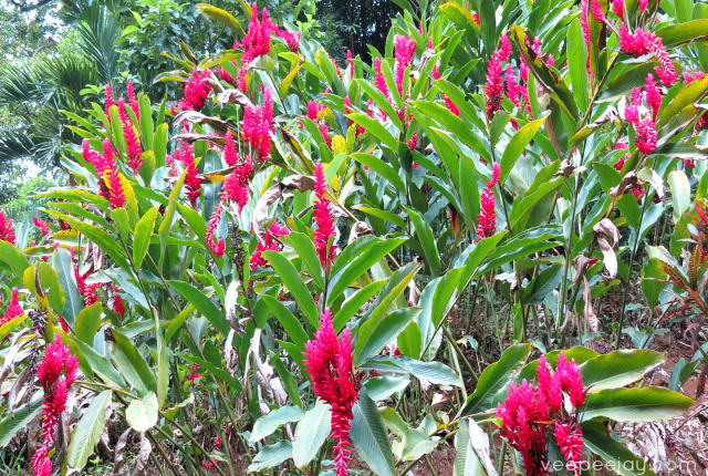 grenada-vacation-photos-ginger-lilies